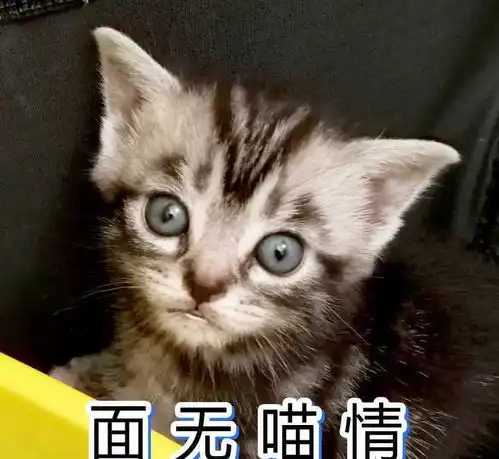  一大波喵星人表情包已经袭来超可爱小猫咪萌化你的心