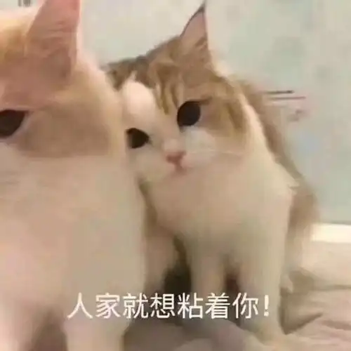  情侣斗图表情包合集我只爱你,发送成功