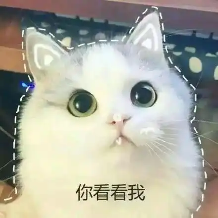  表情包软萌猫咪撒娇卖萌系列软妹必备
