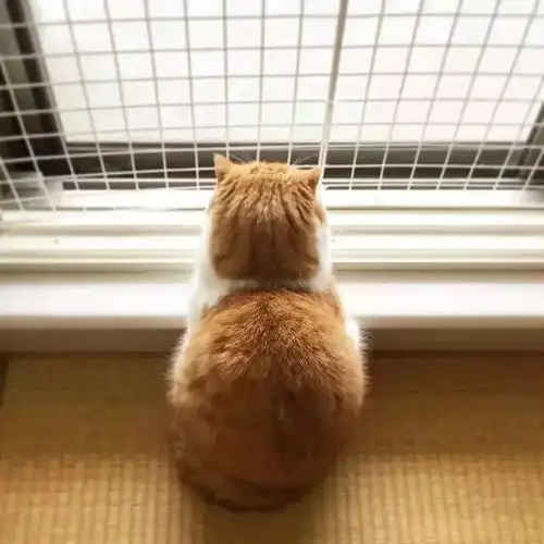 背影杀手小橘猫这只橘肥圆的身影实在太迷人 背影杀手小橘猫这只橘肥圆的身影实在太迷人