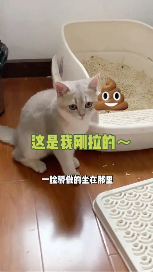  被我家猫误会了最后小公猫表情很到位