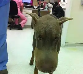  狗狗吃了蜜蜂之后,结果变成了小狗