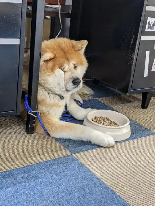  秋田吃饭时突然露出这个表情,很是让人心疼