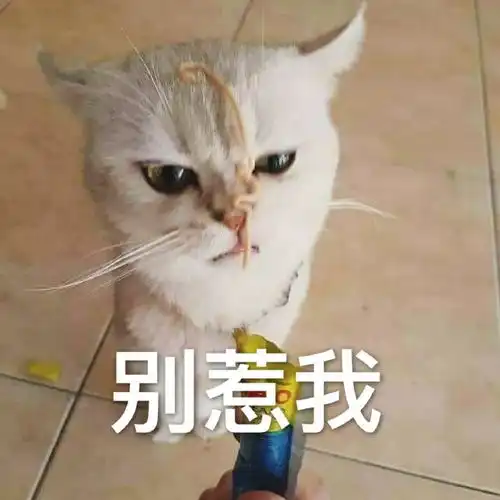  猫咪表情包干啥啥不行,睡觉第一名养猫