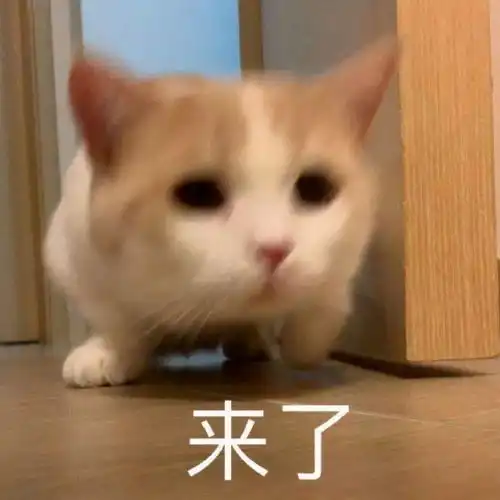 你好表情包动图打招呼