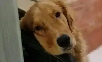 狗托表情包托付