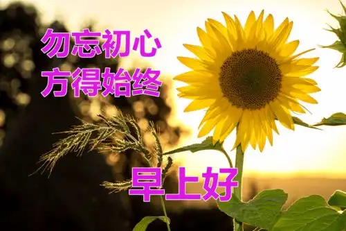  清晨早安温馨问候语集锦新版微信朋友圈早晨好表情包祝福