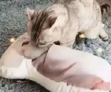  主人怕猫咪在家无聊,给它买了个猫抱枕,猫咪的表情让主人看傻眼了