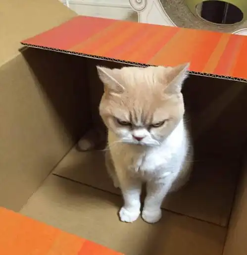  主人忘记给猫带猫粮,家猫得知后露出这表情,网友笑喷摊上事了
