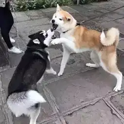  哈士奇与秋田打架表情辣眼睛,二哈打架全靠表情包,不服不行