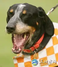 超级搞笑表情瞌睡