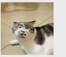  别人在微信里发了一个动态的猫头人脸表情图片,是一个猫头,有好几个的人脸,转一下变一下脸叫什么表情,