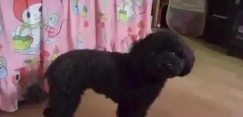 把狗狗托付给父母照料,可结果这是变了一个新物种吗 把狗狗托付给父母照料,可结果这是变了一个新物种吗