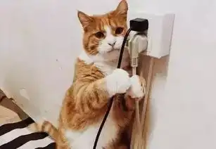  橘猫胖奶牛猫疯黑猫挖煤,田园喵太会玩了
