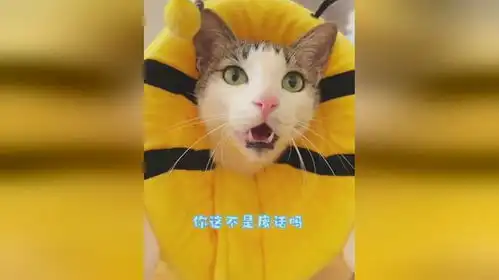  听小猫咪吃饼干的声音会上瘾是怎么回事