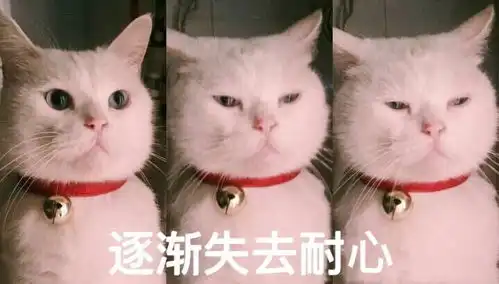 太无聊了表情包猫咪