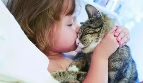  辟谣猫抓热其实没有那么可怕,被猫舔一口不会导致失明