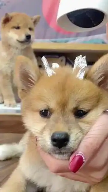  快好了吗我都困啦小柴犬柴君柴犬表情包狗子离子烫