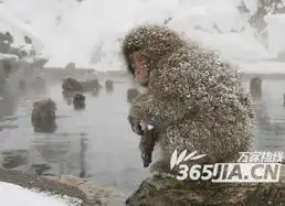  猕猴泡温泉享受至极昏昏欲睡表情特有趣