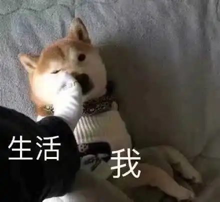  表情表情包沙雕猫狗表情包上新,让你制霸斗图界表情
