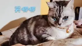  一个逼疯干饭人的猫猫吃播关于我觉得我家干饭不积极的猫猫脑子有问题