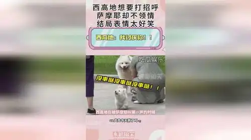 西高地想要打招呼,萨摩耶却不领情,结局表情太好笑