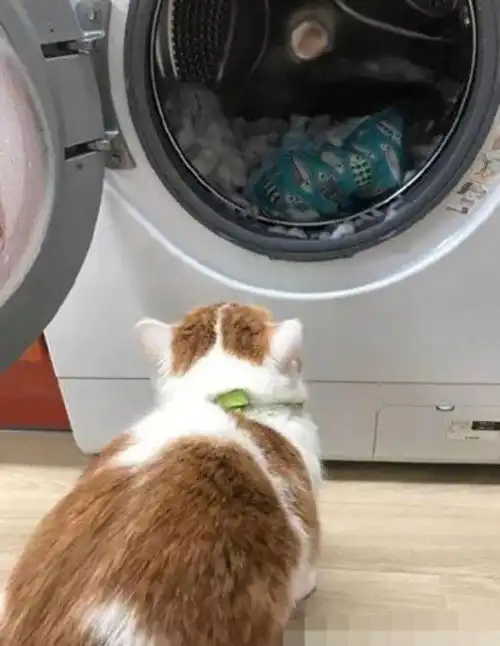  铲屎官将猫窝放进洗衣机搅坏了,猫咪看到后都快哭出来了给我赔