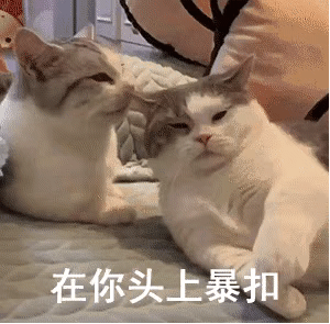  可爱猫咪动图表情包