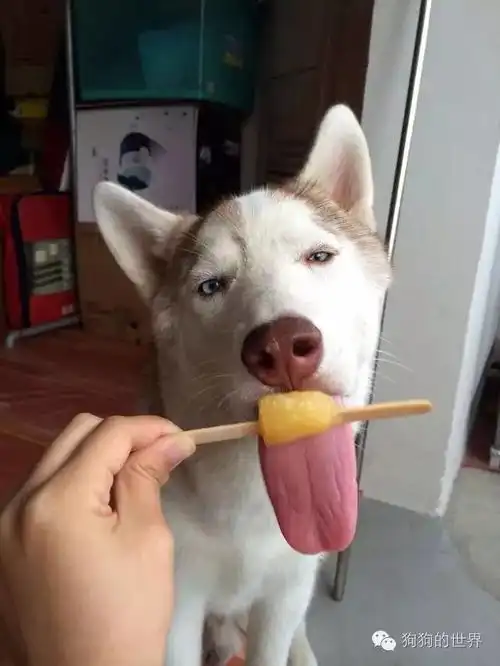  哈士奇又一神功瘫舌头,配上表情简直是智障