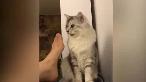  猫闻到主人的脚后表情太搞笑