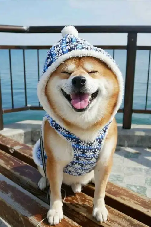  柴犬到底哪里吸引人铲屎官看完你就懂了