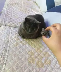  主人用蓝猫的毛做了一个猫毛毡,蓝猫很嫌弃太丑了快把它拿走