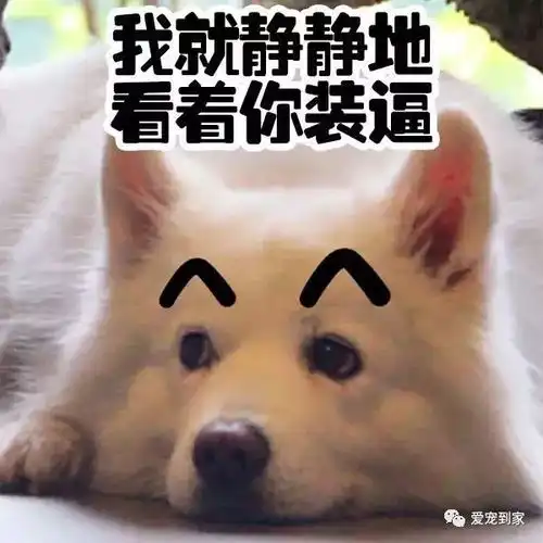  铲屎官请注意,您的爱宠已上线