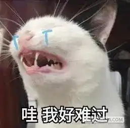  女网友哭诉养了猫我就后悔了,这养的哪是猫明明就是情敌啊