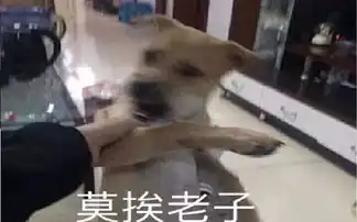  史上嫉妒心最重的狗把新来的宠物羊带出门给扔了