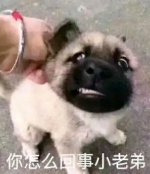 豚鼠特工队表情包表情包