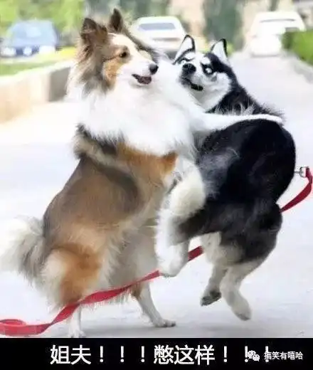  哈哈哈哈神一样的图片配文,简直要笑哭了