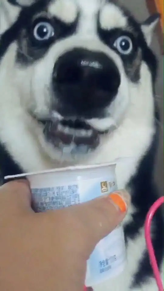  哈士奇初次吃酸奶,吃到两眼放大瞳孔,一脸享受满满的表情包