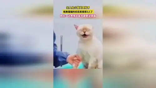 猫咪冲刺表情包周星驰
