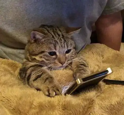  福懋动物医院主人回家发现花瓶被砸,生气下将众猫咪挂起,猫咪表情乐坏主人
