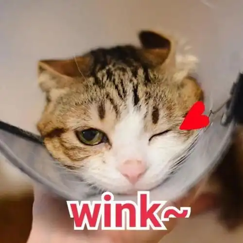  四会市民,2020年四会市民文明手册抽奖活动开始啦