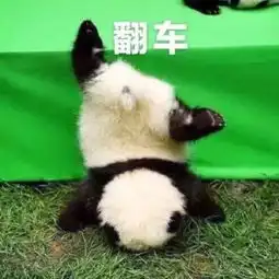 可爱的熊猫表情包合集 可爱的熊猫表情包合集