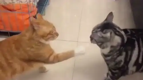 用最狠的表情打最怂的架,小黄猫完美的诠释了这句话,让我忍不住的笑了 用最狠的表情打最怂的架,小黄猫完美的诠释了这句话,让我忍不住的笑了