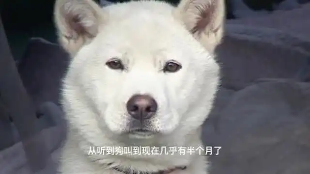  主人出差托朋友照顾爱犬,却不管不顾,主人回来看到狗狗泪崩了