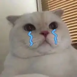  猫咪表情包难道我不是你最爱的小猫咪了吗你居然喜欢别人