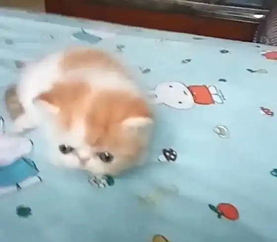  大家喜欢这只萌萌的加菲猫吗