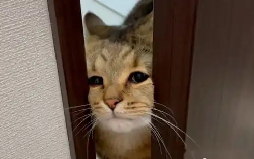  猫咪用脸挤开门表情变忧郁,网友笑喷以为主人掉马桶了...