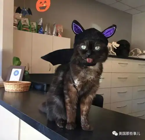  天生自带diss表情包的小黑喵,一言不合就略略略魔性萌说的就是它啊