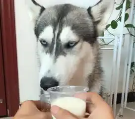  二哈不喝牛奶喝啤酒,结果喝醉后竟成表情包,主人笑的狂飙高音