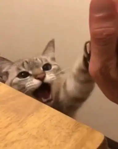  猫咪被迫和主人击掌,上一秒还满脸不情愿,下一秒表情堪称整容